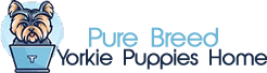 Pure Breed Yorkie Puppies Home